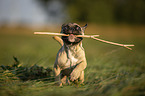 running young French Bulldog