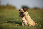 sitting young French Bulldog