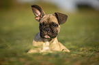 lying young French Bulldog