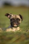 lying young French Bulldog