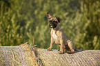 sitting young French Bulldog