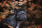 French Bulldog portrait