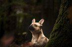 French Bulldog portrait