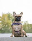 sitting French Bulldog