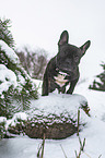 standing French Bulldog