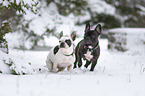 standing French Bulldogs