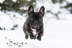 running French Bulldogs