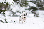 running French Bulldogs