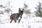 standing French Bulldog