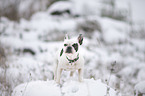 standing French Bulldog