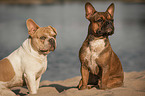 sitting French Bulldogs