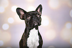 French Bulldog portrait