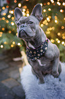 sitting French Bulldog