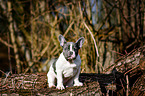 sitting French Bulldog Puppy