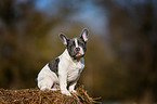 sitting French Bulldog Puppy