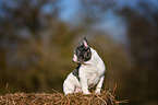 sitting French Bulldog Puppy