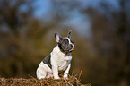 sitting French Bulldog Puppy