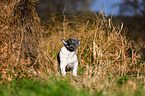 standing French Bulldog Puppy