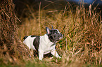 walking French Bulldog Puppy