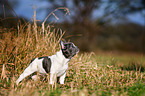 standing French Bulldog Puppy