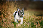 walking French Bulldog Puppy