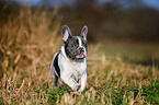 running French Bulldog Puppy