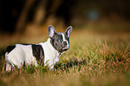 standing French Bulldog Puppy