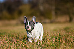 walking French Bulldog Puppy