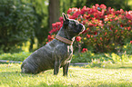 sitting French Bulldog