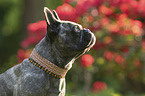 French Bulldog portrait