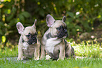 sitting French Bulldog Puppies