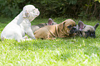 French Bulldog Puppies