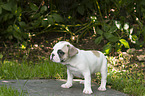 standing French Bulldog Puppy