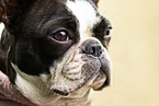 French Bulldog portrait