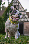 black-and-white French Bulldog