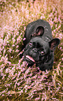 sitting French Bulldog