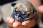 French Bulldog Puppy