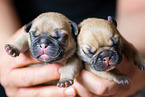 French Bulldog Puppies