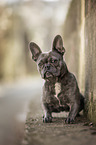 lying French Bulldog