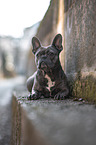 lying French Bulldog