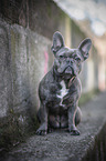 sitting French Bulldog