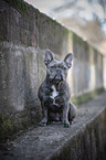 sitting French Bulldog