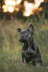 young French Bulldog