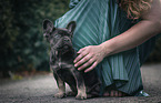 young French Bulldog