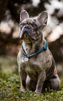 sitting French Bulldog