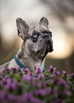 French Bulldog Portrait