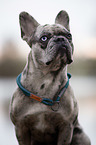 French Bulldog Portrait