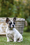 French Bulldog Puppy