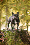 standing french bulldog