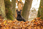 French bulldog in autumn